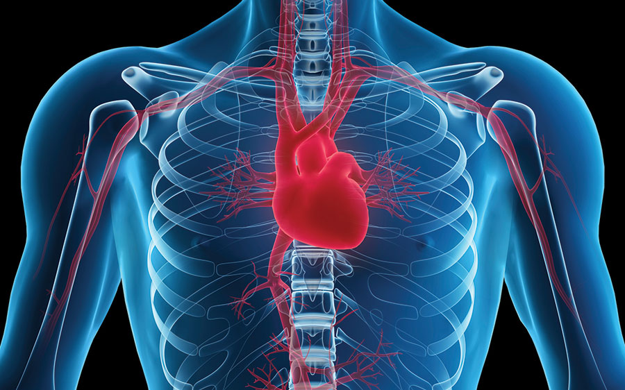 Computer Generated Visual of Heart Inside Body